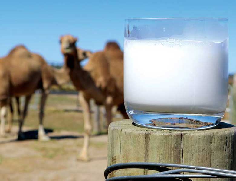 مطالعه دانشگاه امارات متحده عربی اثرات مفید شیر شتر بر دیابت را نشان می دهد
