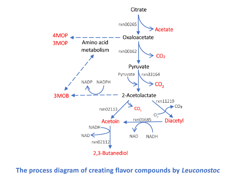 Diagram of the process of creating flavor compounds by Leuconostoc